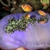 anemonefish_pink_jr_mb_h_0176_png3579.jpg